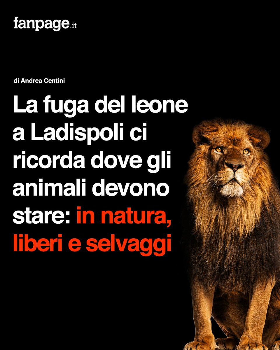 Impaurito, spaesato e privato della sua dignità, il leone Kimba si aggira per le stradine di #Ladispoli tra le auto, mentre annusa e “vive” per la prima volta il mondo esterno. È lontano migliaia di chilometri da dove dovrebbe trovarsi, nell'Africa subsahariana, ma è libero e…