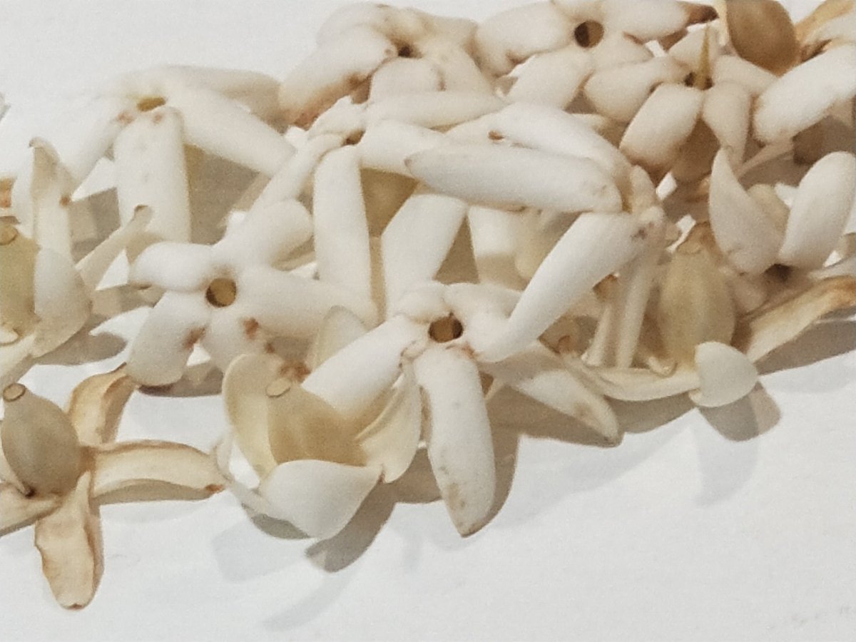 krtcano11's tweet image. A handful of Alpine Flowers!💛🤍🌳