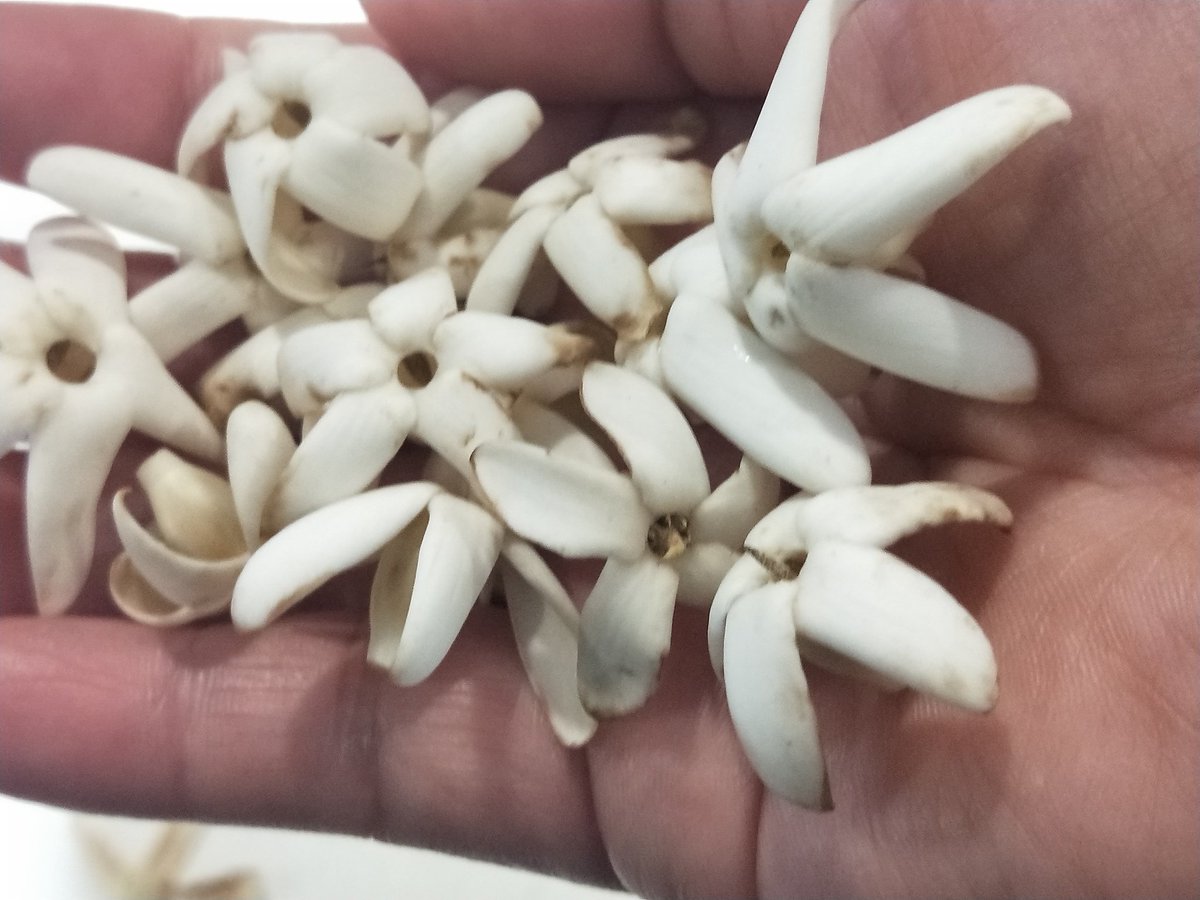 krtcano11's tweet image. A handful of Alpine Flowers!💛🤍🌳