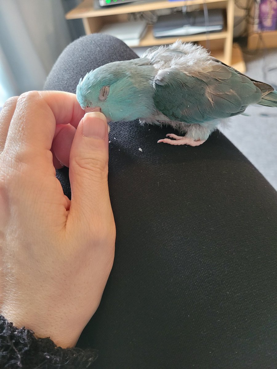 Jenlovesgames_'s tweet photo. Trying to play a game but her highness needs her beak rubbing and some head pats...
#gamers #parront #parrotlets #LikeaDragonGaidenTheManWhoErasedHisName #PS5Share https://t.co/Y0JF9iTM2f