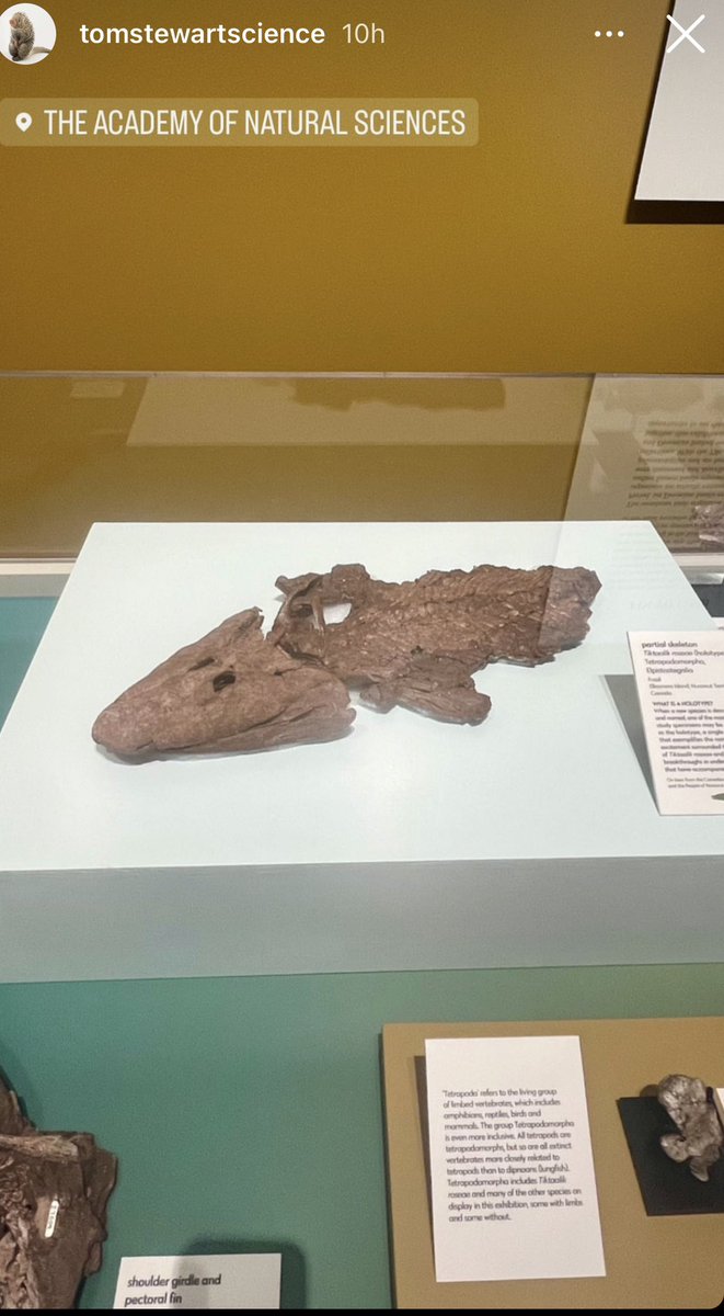 Want to see the real fossil type specimen of Tiktaalik?  It’s on display at the Academy of Natural Sciences of Philadelphia on loan from the Canadian Museum of Nature until Summer 2024.  Photo by @tomstewartscience #tiktaalik #paleontology #evolution