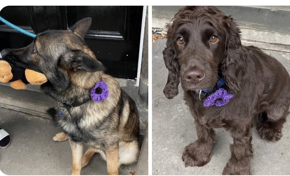 ORidgr's tweet image. Service dogs max and Kes