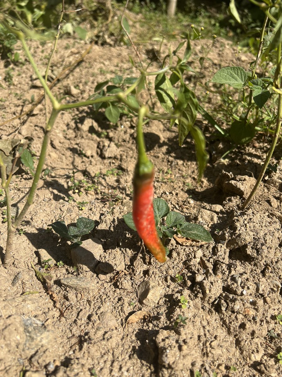 uchewang's tweet photo. Harvesting chili https://t.co/Ir2p09LY0x
