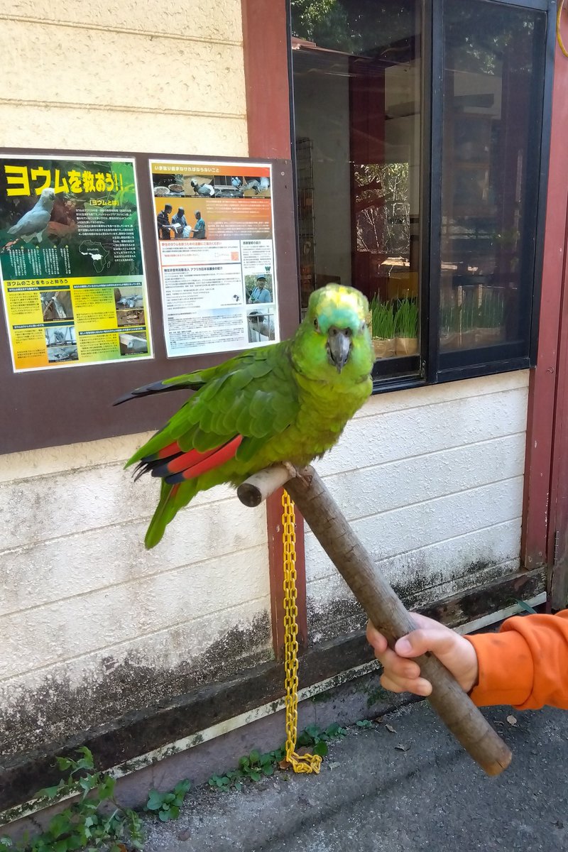 mathiro101466's tweet photo. 「ひょーん」って鳴くから名前がひょーんになったそうです
#アオボウ��インコ #インコ #大牟田市動物園 https://t.co/RZtKdBQiKx