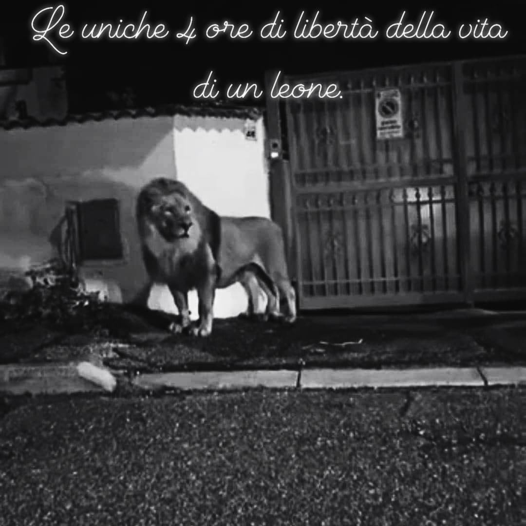 cecilia cecchi tweet media