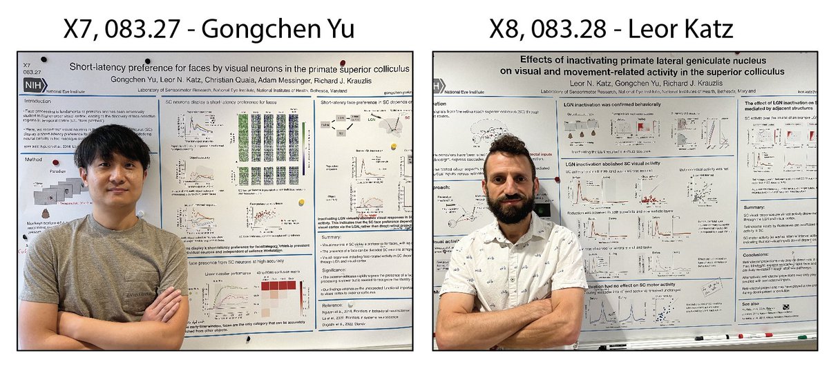 Poster day!
<a href="/gongchen_yu/">Gongchen Yu</a>  will show how primate SC exhibits short-latency (&lt;40ms!) face preference, and I will show what happens to that preference (and in fact, **ALL** visual activity in SC) when LGN is inactivated. 
Side by side, X7 &amp; X8, today 8am-noon #SfN2023. Come say hi