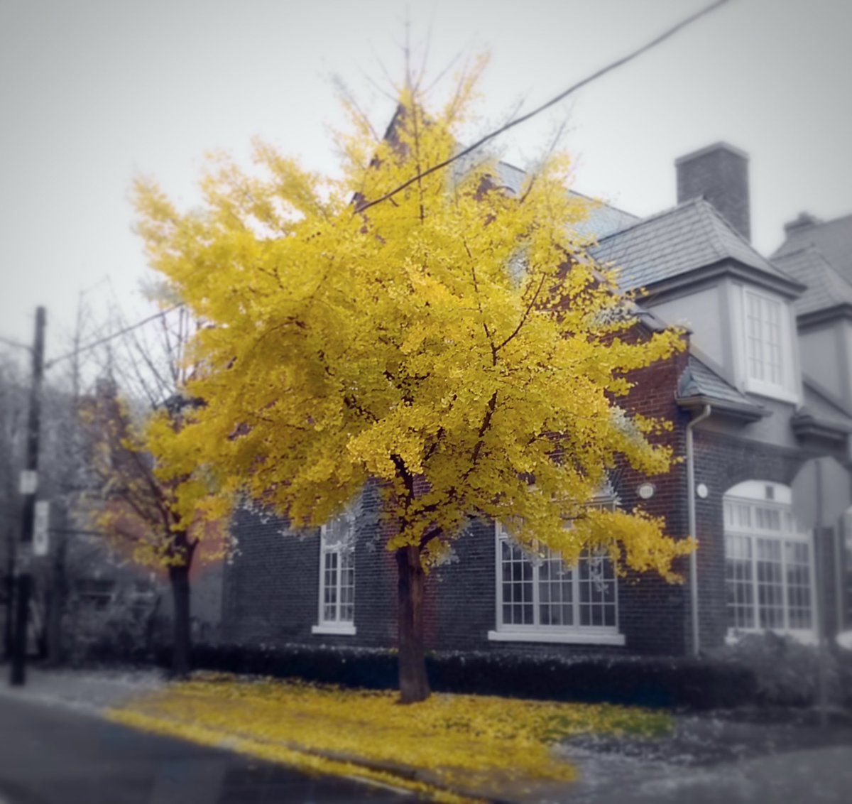 The last days of Fall #Autumn #Fall #Otoño #fallcolors  #amazing #Toronto @jo_annie42 @jane_sparrow13 @ArtemisKellogg @vale__ri @littlemore20 @xobreex3 @BillMontei @StormHour @ThePhotoHour @admired_art @SiKImagery @salina_mills @VisualsbySauter @ArtemisKellogg @MrWhoCapture