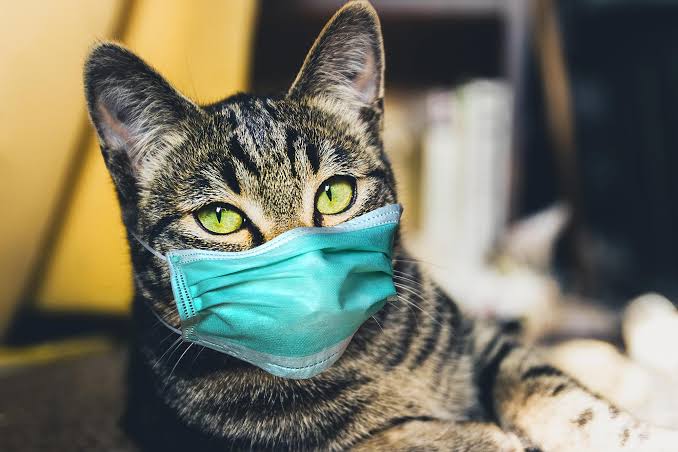 Kıbrıs'ta 8.000 kedinin ölümüne neden olan bir tür kedi koronavirüsü, İngiltere'de de tespit edildi. (Daily Mail)