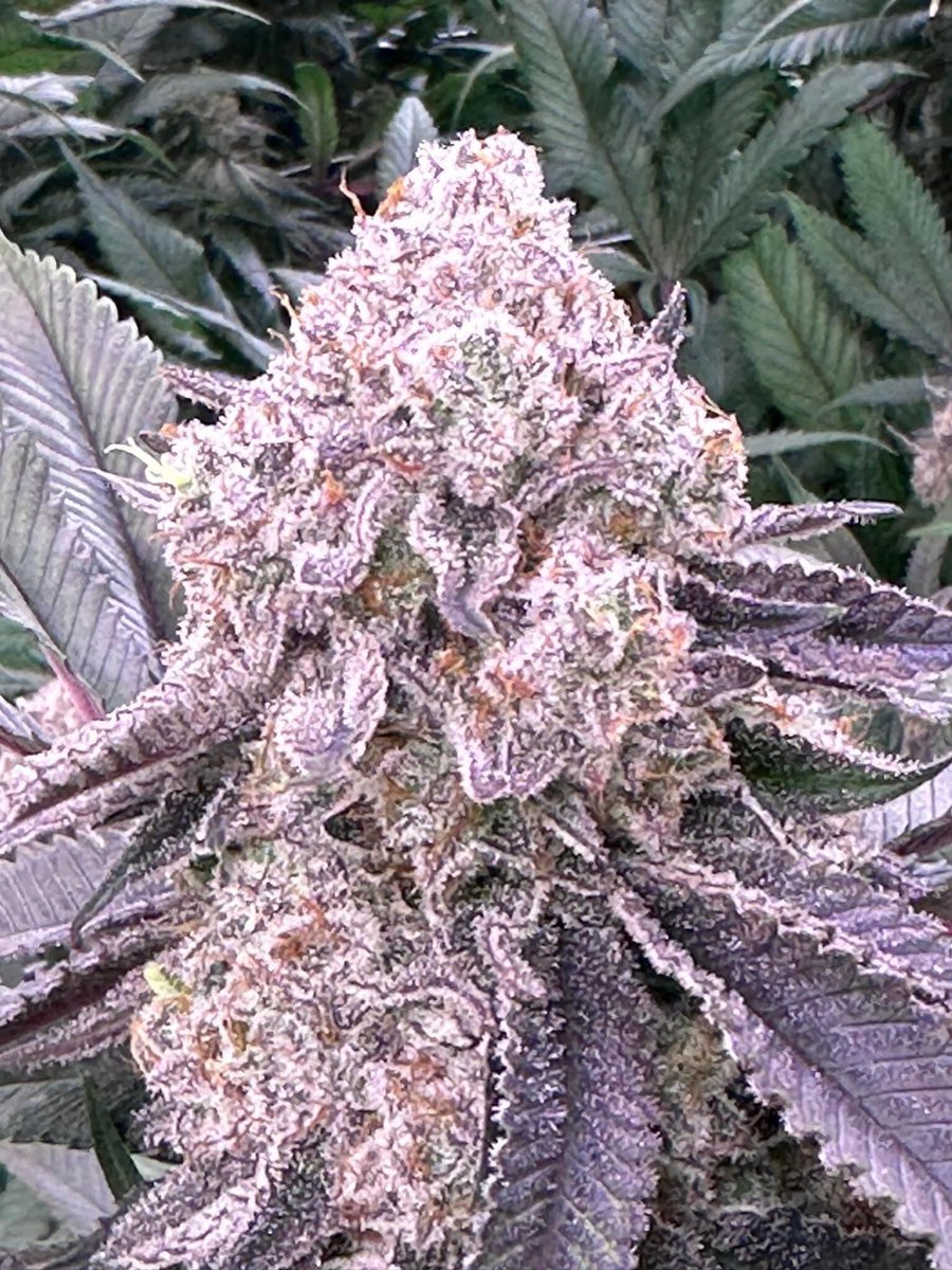 Bud Box puff tweet media