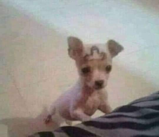 no los vuelvo a invitar a mi casa qn hizo esto
