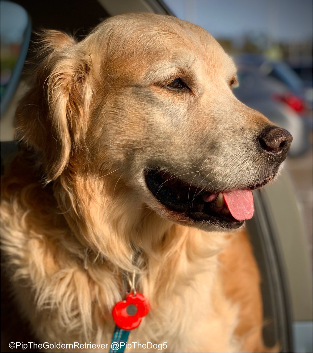 🌺🐶🌺

Age did not weary them, nor the years condemn. Yet we remember them. Those from our family and your own.

#RemembanceDay #GoldenRetrievers 🐕🐾