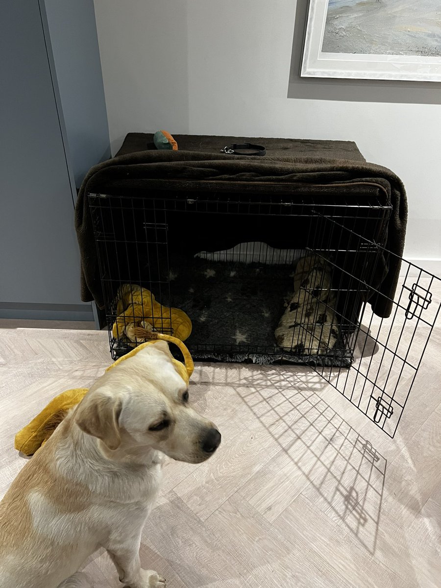 All settled in. My crate travels with me. 

#woofwoof