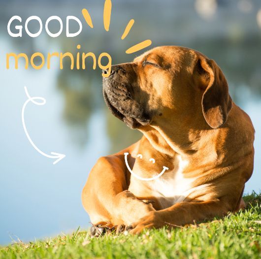 It's a new day with endless possibilities. 

Let's kickstart it with a dose of positivity and motivation. 

Together, we can achieve great things for our pets! 🐕🌟 
#dogs #DogLove #PetParents #TrainingGoals #DogEducation #HappyPuppy