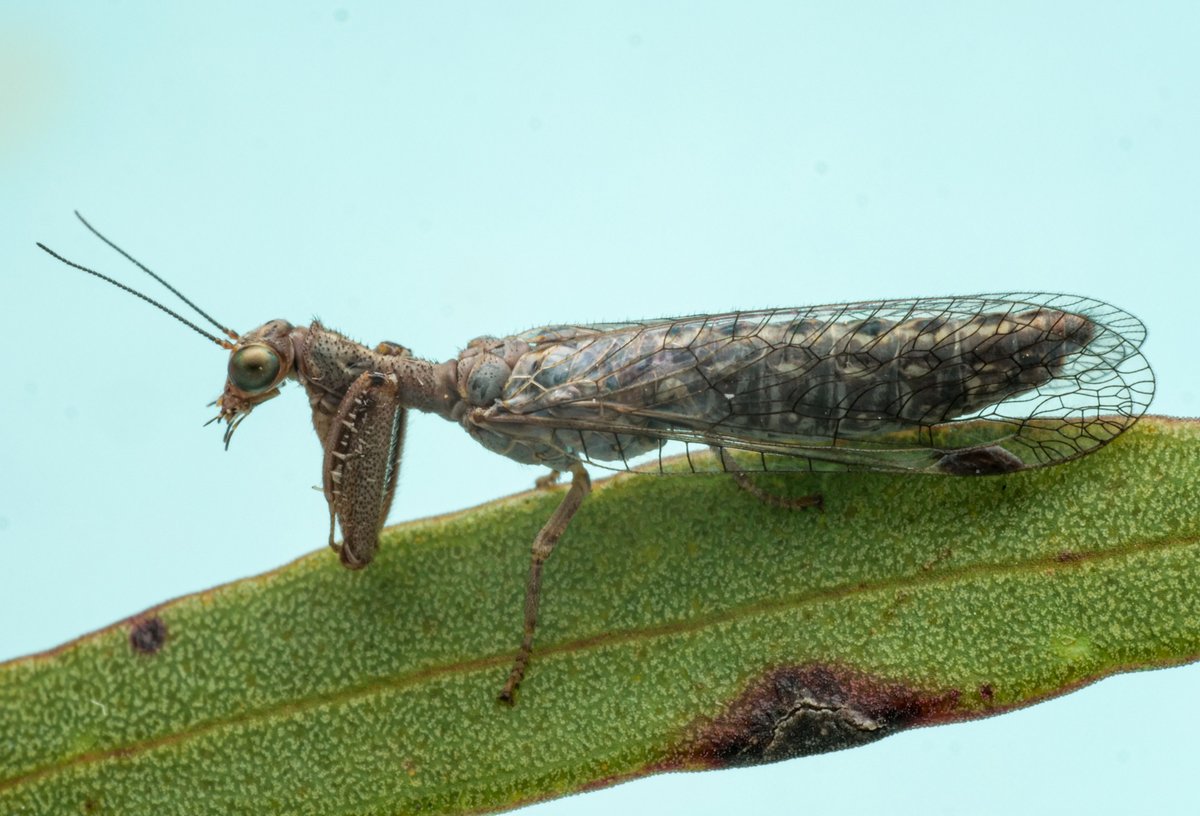 Our Observation of the Day is this #Mantidfly (potentially in the genus Theristria), seen in #Australia by gibbergavin!

More details at: inaturalist.org/observations/1… #biodiversity #nature #insects #entomology