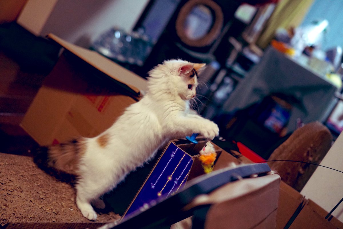 wych42's tweet photo. 啊！奶猫！ https://t.co/dVEMwcSnb3