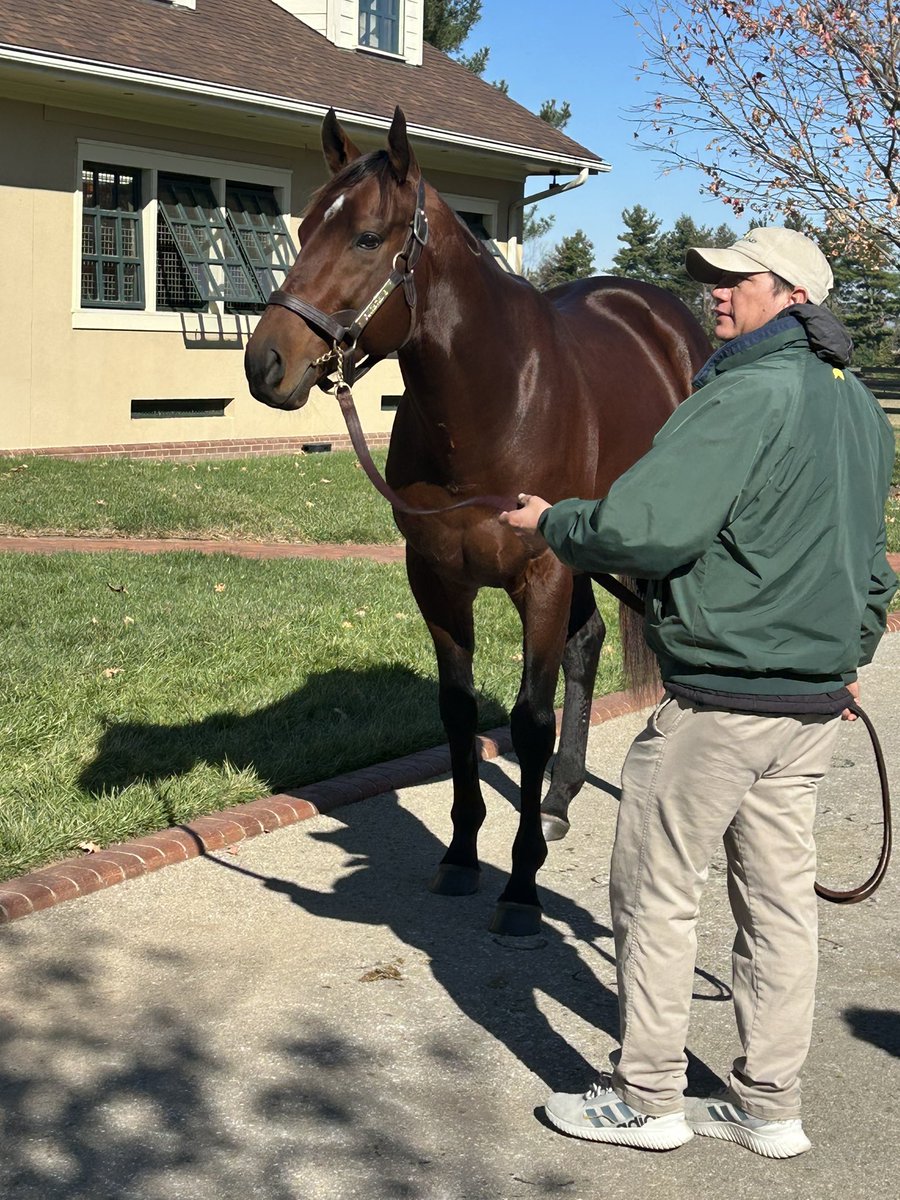 MollyMRollins's tweet image. The majestic #Flightline a year into stallion life @LanesEndFarms