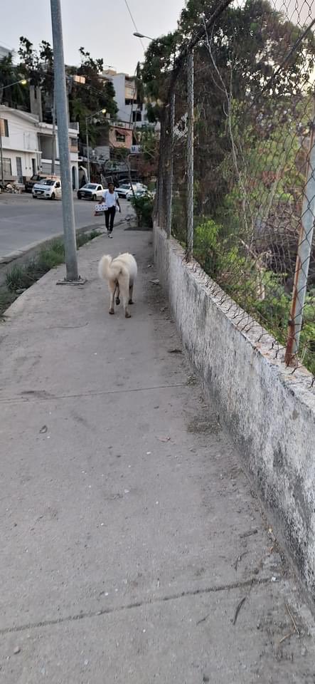 Reportan a este perrito deambulando por El farallón se ve lastimado buscamos a sus dueños o quien pueda darle un hogar  #Acapulco #MascotasPerdidas #AcapulcoOtis #HuracánOtis