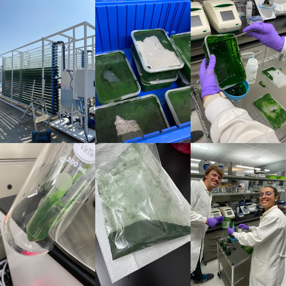 Hard work by Diedrich (non-tweeter) &amp; the DAB-KSA @KAUSTinnovation (BeaconDev) <a href="/MEWA_KSA/">وزارة البيئة والمياه والزراعة</a> team. He grew Cyanidioschyzon merolae to 1000 L, harvested and made freeze-dried biomass with <a href="/Barbara_C_F/">Bárbara Freitas</a> ! Final yields to come soon, but great to have the biomass!!