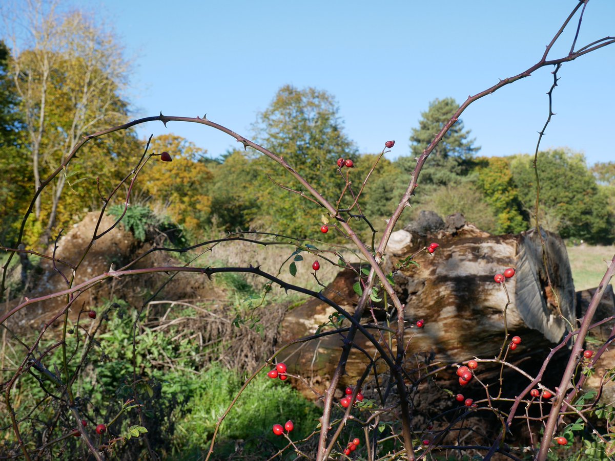 Friends Of Whitewebbs tweet media