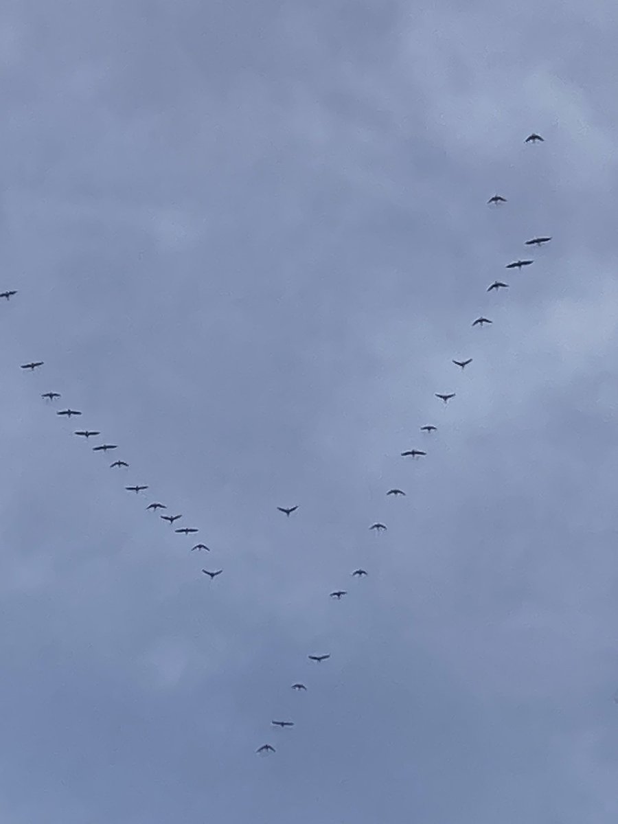 These guys flew over today just after 11am 

#RemembranceDay2023