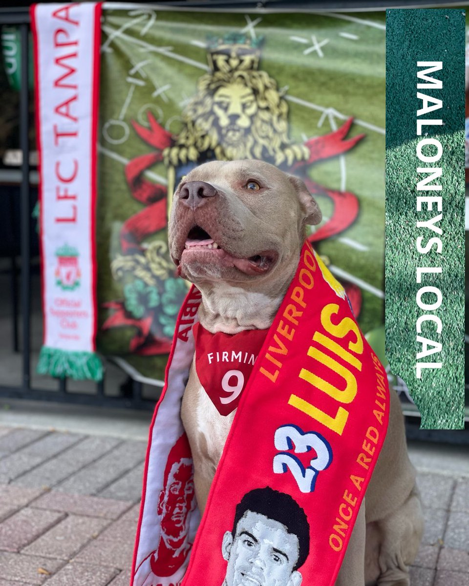 Rorro came out to support Luis and the Reds. #LFC #americanbully #walkon #YNWA #tampabay #tampadogs #nbcpremierleague 
 #myplmornings 
 #myplmorning #olsctampabay