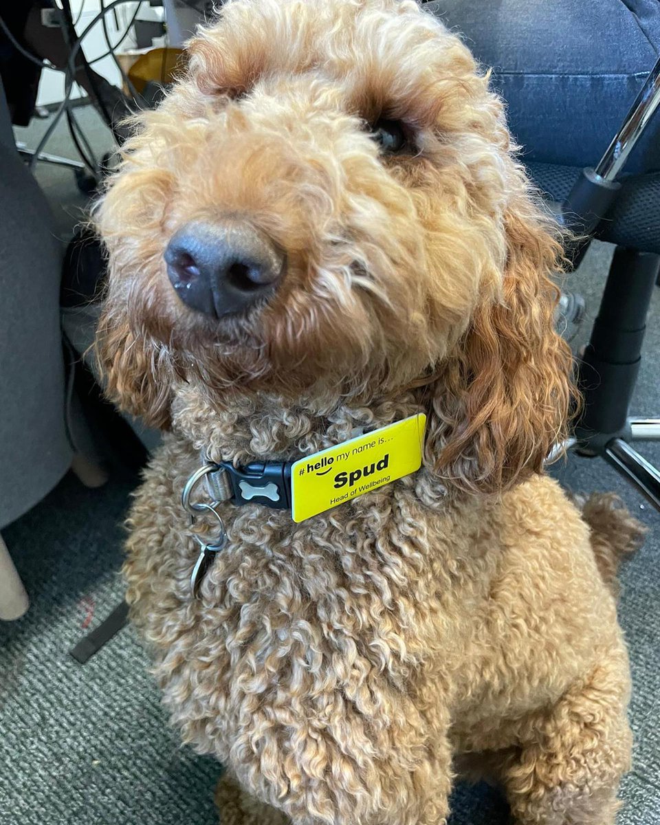 theRCOT's tweet photo. @willchegwidden @TheOwlCentre @emmaspellmanOT Also a special mention to Spud, Head of Wellbeing at @BreatheAHR. 💚 #PetsOfOTWeek23 #OTWeek23 https://t.co/UhdPPGHB5m
