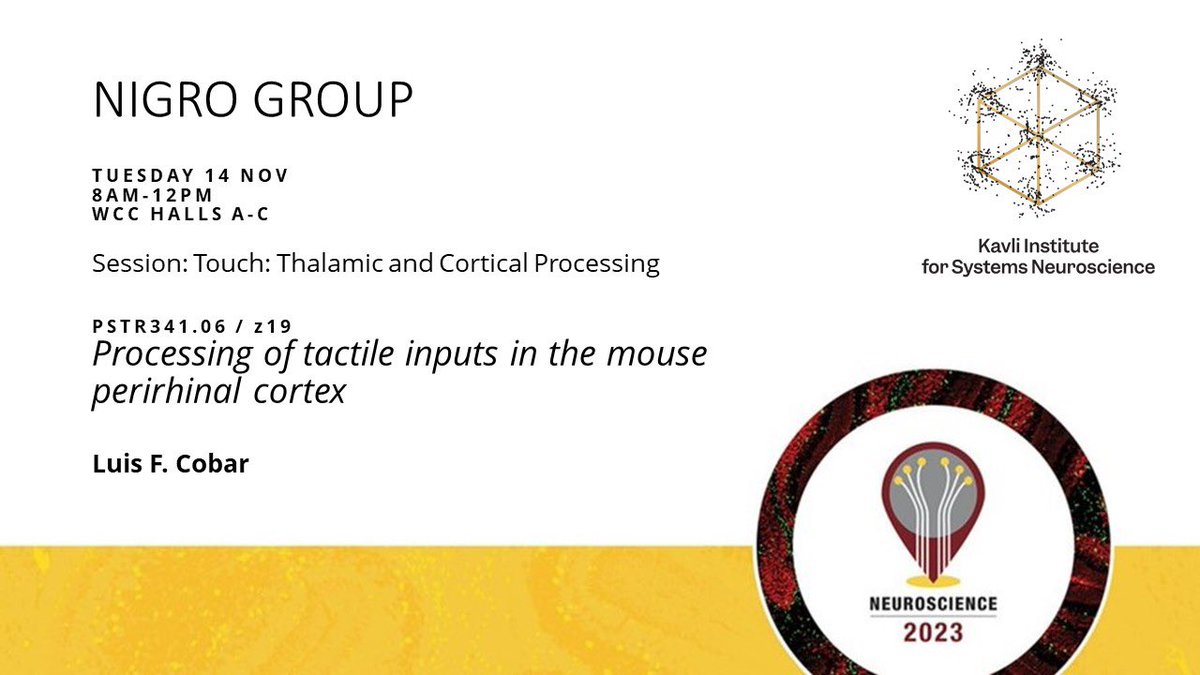 KISNeuro's tweet photo. In Nigro Group:
Luis Cobar
Session PSTR341 - Touch: Thalamic and Cortical Processing
PSTR341.06 / Z19 - Processing of tactile inputs in the mouse perirhinal cortex
https://t.co/D6plxkgyot
#EmotionObjectCoding #NigroLab https://t.co/TnqYIlXKPG