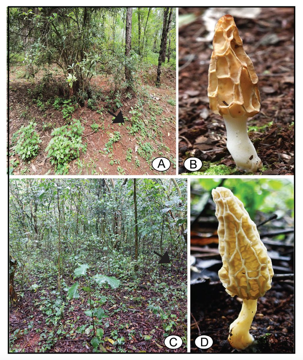 Our paper on spore formation in Morchella galilaea, is published online in Frontiers in Microbiology. <a href="/XiHui_Du/">Xi-Hui Du</a> shows intriguing data on variability in ascospore size, number and shape and conidia produced directly from ascospores in this species! frontiersin.org/articles/10.33…