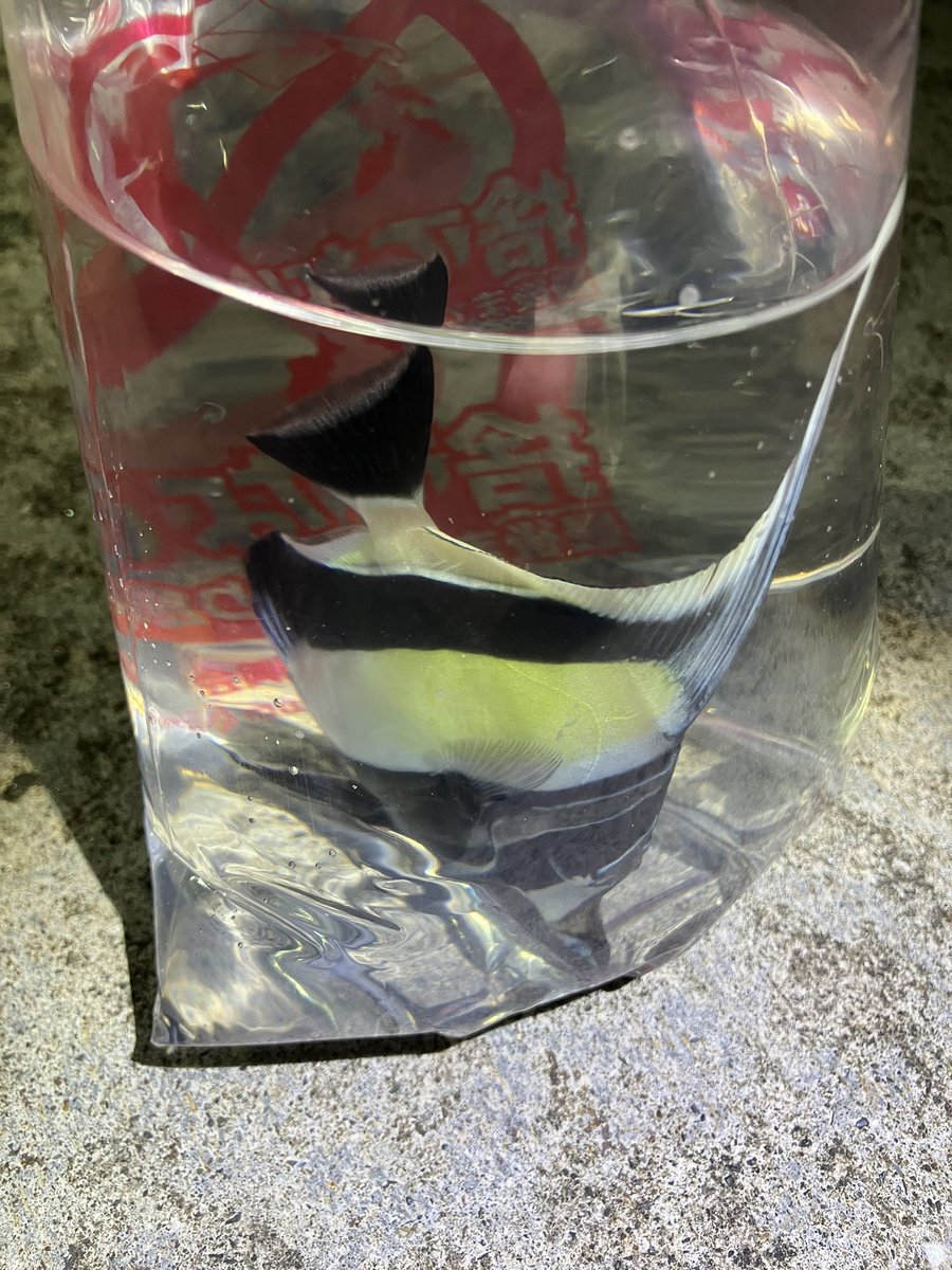 fishingrx782's tweet photo. 伊豆大島で捕まえた https://t.co/k9FP9veRWt