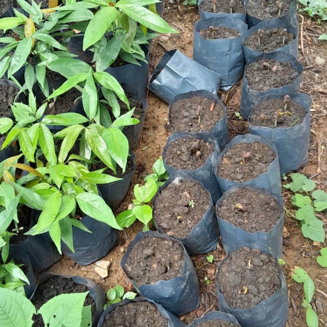 EcoLogic (@EcoLogicDevFund) / X