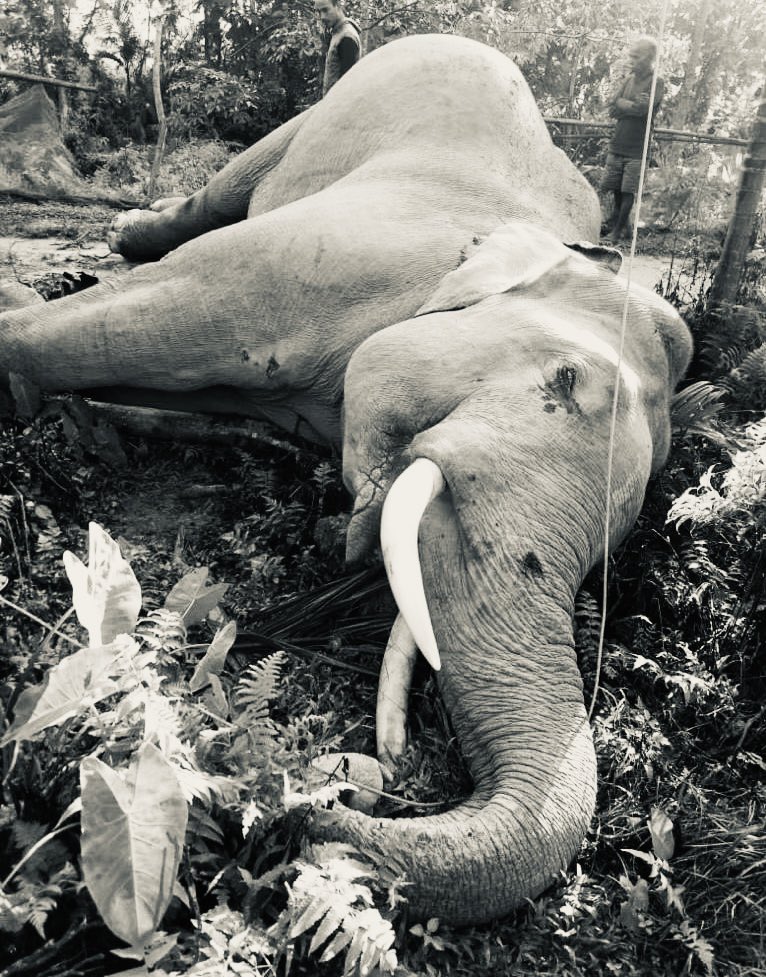 ANOTHER MAJOR VICTORY FOR 🐘 🐘 🐘 👏 2 POACHERS ARRESTED in Dhenkanal. Sumit - the DFO is awesome!! So happy to see these DRAMATIC changes soon after @susantananda3 became the chief wildlife warden (photo representation). Cracking down on wildlife crimes. timesofindia.indiatimes.com/city/bhubanesw…