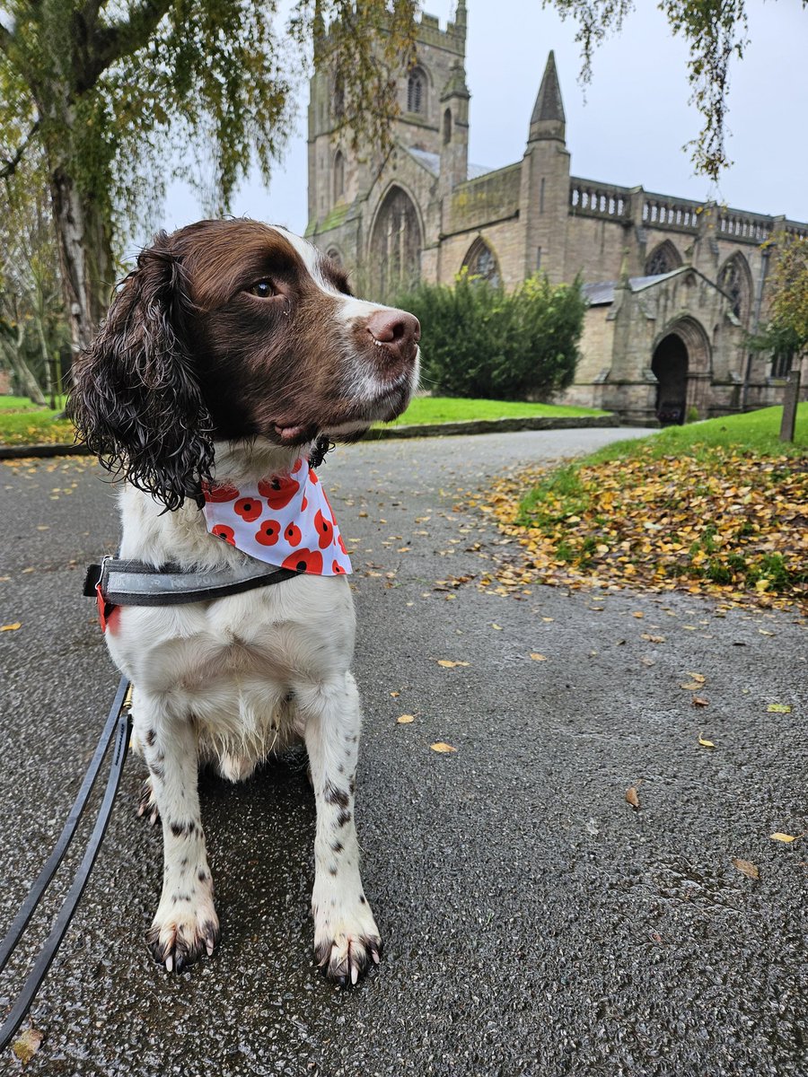PD Loki flew the flag for West Mercia Police today. He walked through Leominster town with the parade, like a true gentleman to show his respect on remembrance day. #k999cops #westmerciapolice