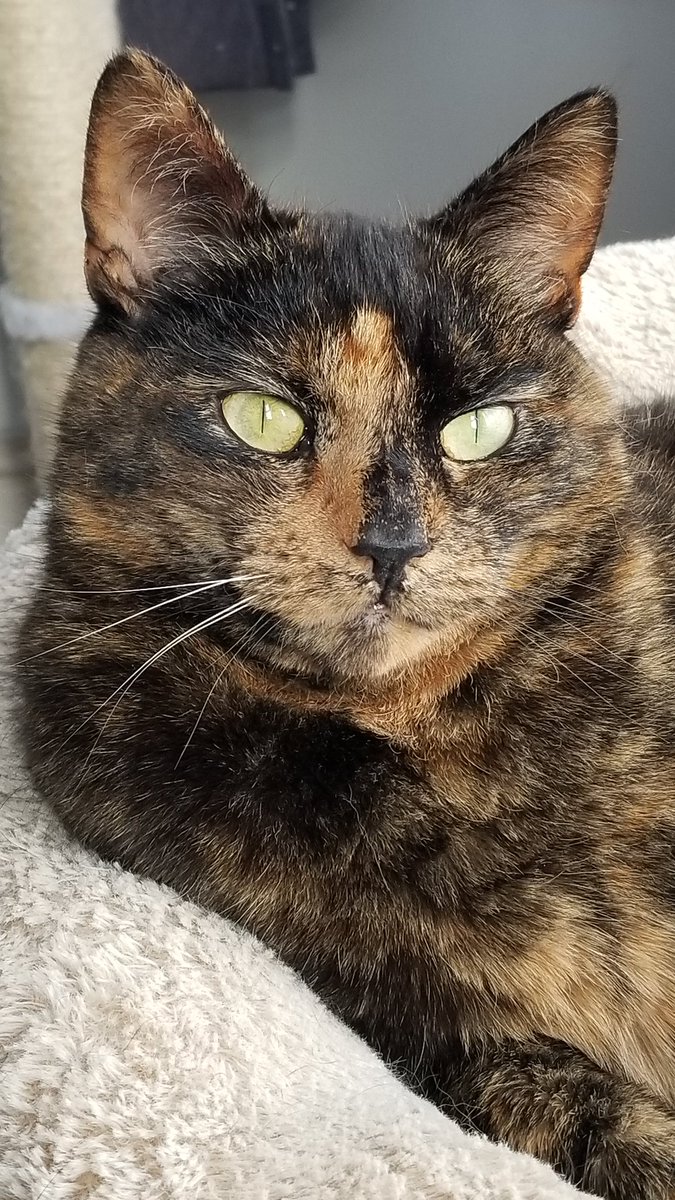 SusanCalman's tweet photo. Susan's #CatOfTheDay is Tilly.

Thank you @HelenGr33921309 for sharing this pic! https://t.co/HythjEvvfQ