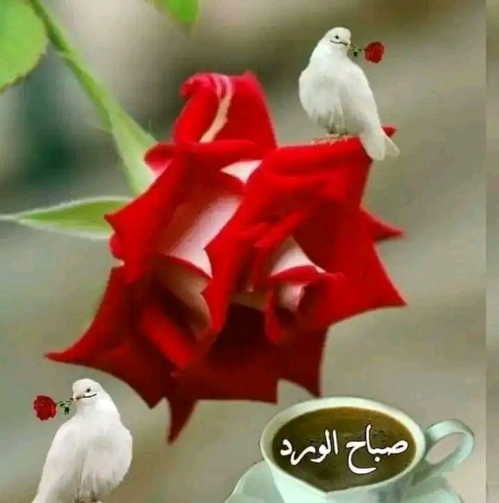 قطـر آلندآء (@gh43321) on Twitter photo 