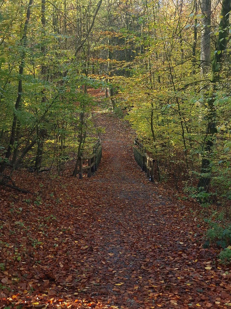 peimansch's tweet photo. #Herbst #Autumn #Goldtime https://t.co/kGFpsDaSbW