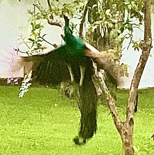 bramwell_mark's tweet photo. Mmmmm a few non paying but very welcome guests around the pool #BraganzaHouse #Talpe #SriLanka today 🦚🐒🦎🇱🇰
@SriLankaTweet 
#Peacock
#Monkey
#Lizard https://t.co/MX2AS8cuoL