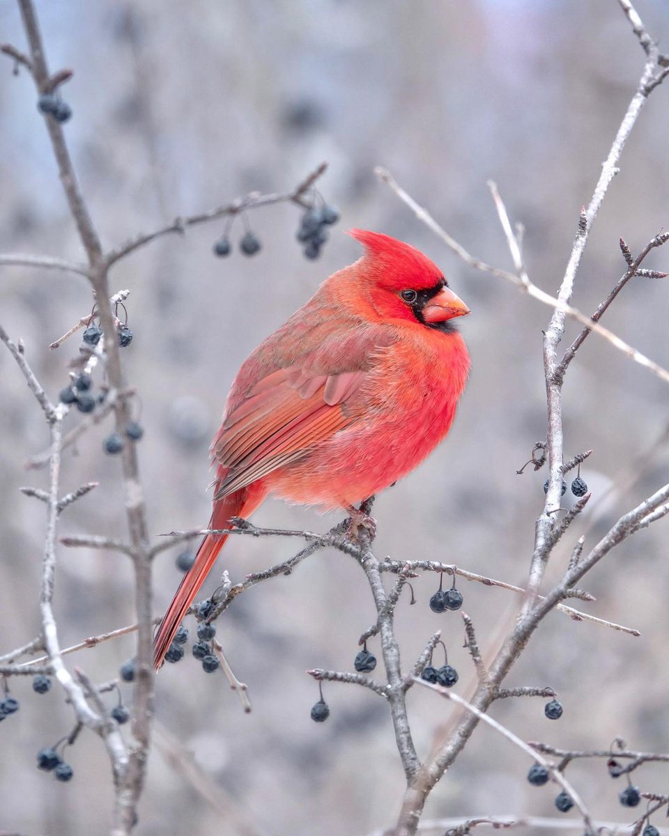 NCC_GatPark's tweet photo. Too cold to bike, not cold enough to ski...
Just right for bird watching.
#RoundBirb season is here! Keep your eyes peeled for these cuties. 🐦🦅🦆
📷jason_from_ontario | n.stepchuk | nancyfromottawa
Remember to never feed wildlife, and to respect their natural environment. https://t.co/CUKFTn7PNR