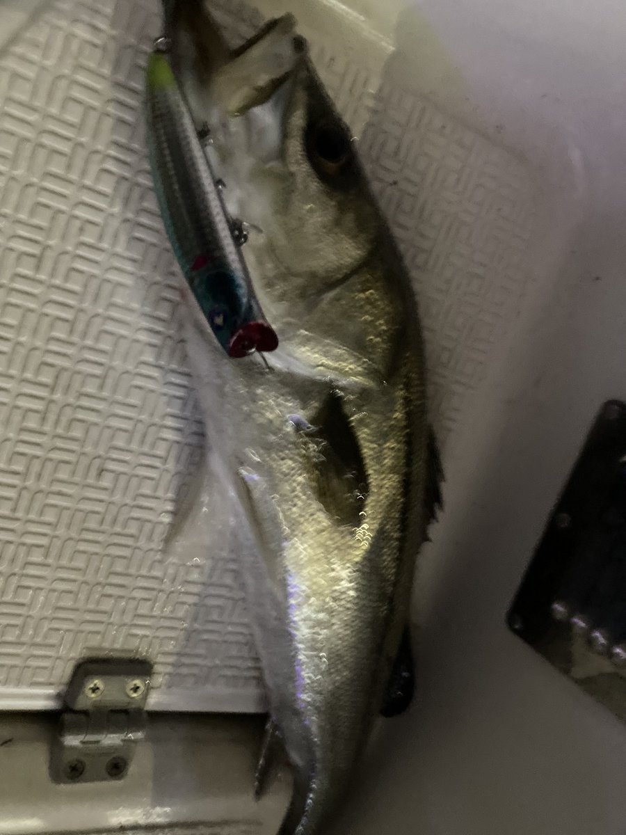 かずやん (@iwZCYA1h2KWhbI7) / Posts / X