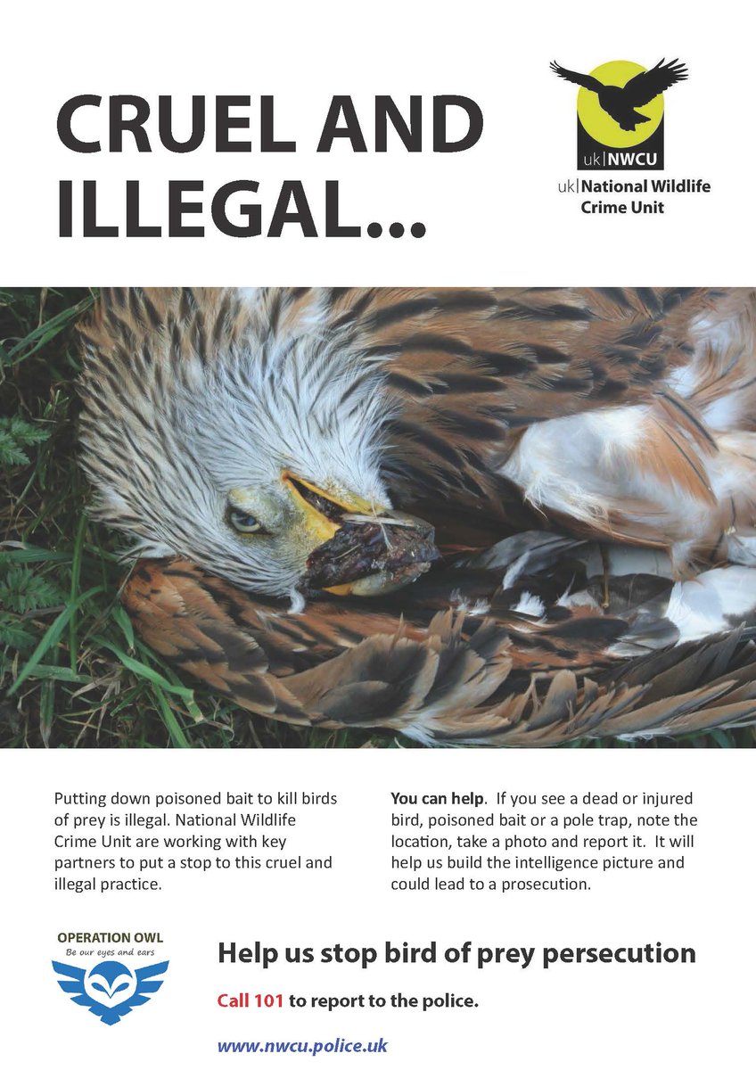 The use of poison to kill birds of prey is dangerous and illegal. It is not only dangerous to the birds of prey that are sadly targeted, but to wider wildlife, domestic animals and people. Incorrect and illegal use of poisons is indiscriminate and lethal. 
You can help. 
#OPOWL