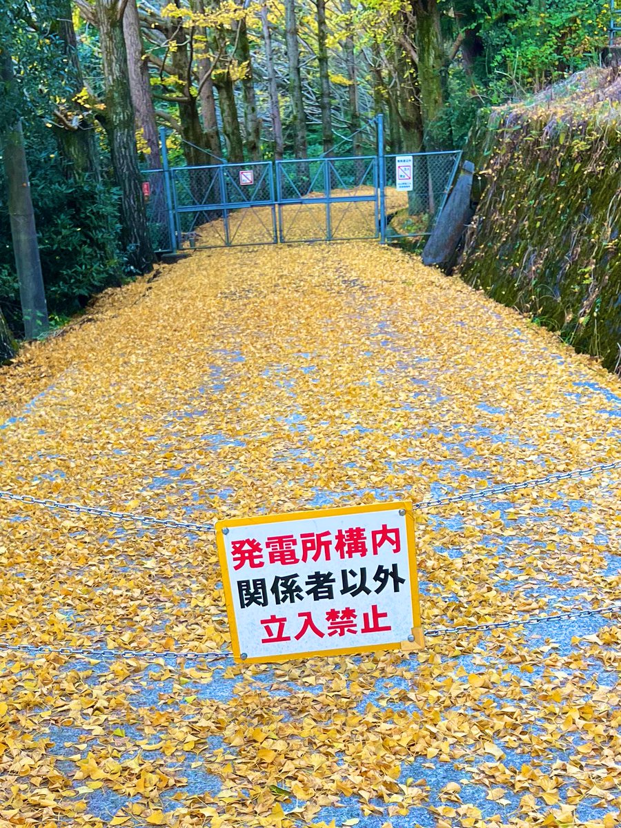 tatsuorider's tweet photo. 桜三里のイチョウ
鎖で立入禁止らしい
以前は入れたような https://t.co/EF1mUonuaO
