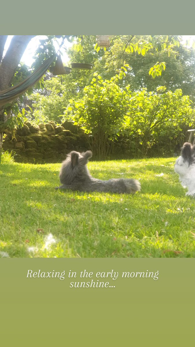 Just chilling... #angorabunny #angorarabbit #relaxing #countryliving