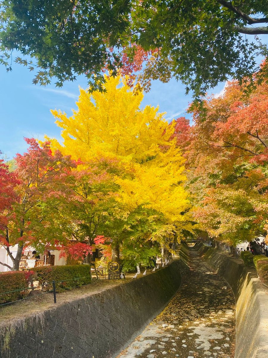 fjnesoi456's tweet photo. 紅葉のトンネル🍁

今日から11月
今月以降たくさん紅葉が撮れたら良いなぁ😄

#花 #花好き 
#花がある暮らし
#庭の花
#庭のある暮らし
#庭のバラ
#庭の花
#鉢植え
#鉢植えのバラ
#鉢植えバラ
#鉢植えの花
#薔薇の花
#薔薇の花🌹
#薔薇の香り
#綺麗に咲いた
#鉢植え
#紅葉回廊
#みんすと紅葉祭 https://t.co/FaT88sAQ4z