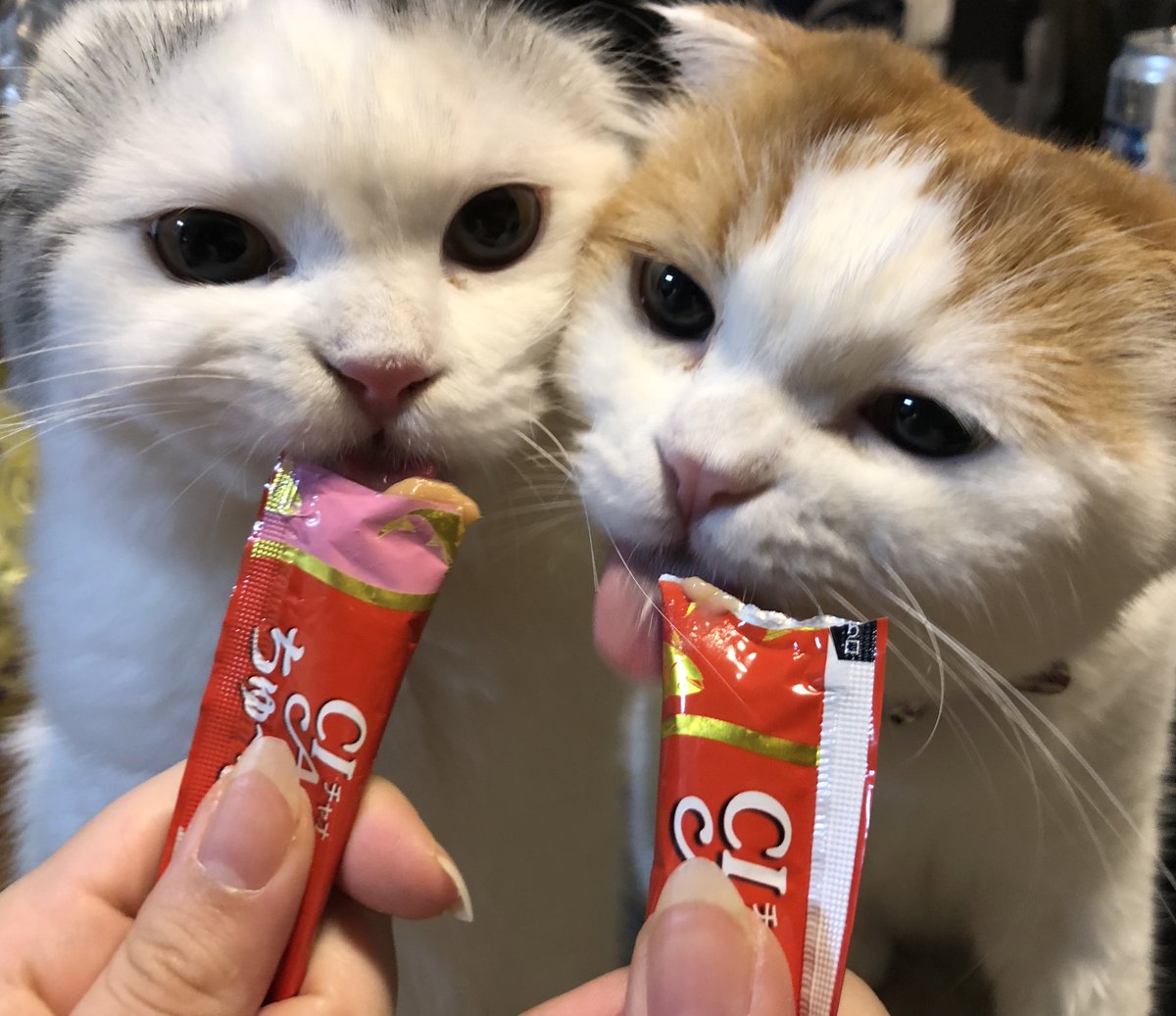 3rslvlv's tweet photo. 可愛い🥹🥰🥹🥰
#猫 #ネコ #ねこ #cat 
#スコティッシュフォールド
#癒し #cute #可愛い https://t.co/ljkUU519Lj