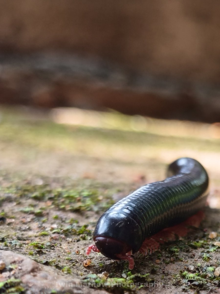 ____i_win___'s tweet photo. "I travel in every direction on the planet 🌏🌎🌍, cause my legs are countless...." - Millipede

📸 by @iwin.m1996

#photography #picoftheday #outdoor #outdoorphotography #millipede #millipede photography #black #animal #macro #macrophotography #living https://t.co/QijEaiYwpb