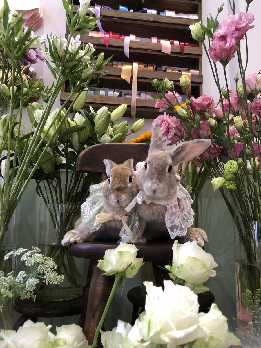 ChewryK's tweet photo. Vì chúng ta là mẹ con ❤️
#ButterMilkHome #rabbit #bunny #flowerphotography #photography #rabbitmodel #animalcute https://t.co/IUPeYeJJMX