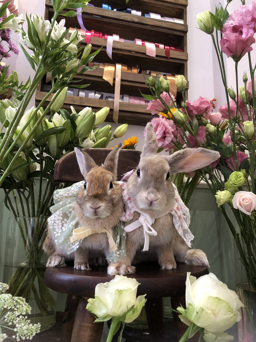 Vì chúng ta là mẹ con ❤️
#ButterMilkHome #rabbit #bunny #flowerphotography #photography #rabbitmodel #animalcute