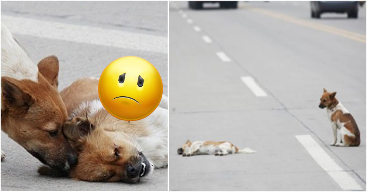 DogForms's tweet photo. People in Zhangzhou, Fujian Province, China, recently saw a painful and moving story of a dog which stayed watch for 6 hours over a friend’s body.

This dog tried to wake you up by lying next to you and refusing to move half a step after his “lover” was killed by a car. https://t.co/lVwNEHUGRM