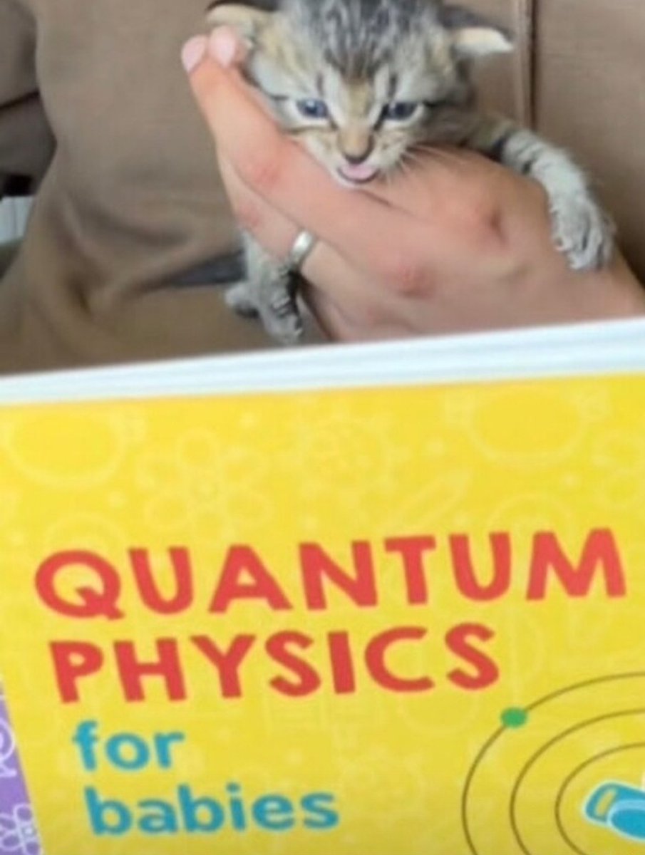 smol silly cat (@catsillyness) on Twitter photo 