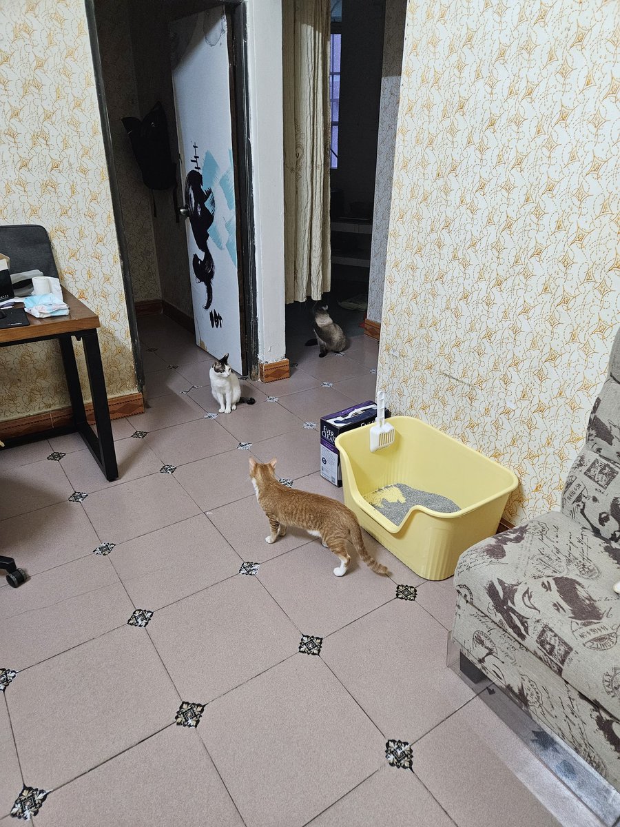 mxqaq13579's tweet photo. #猫咪 https://t.co/Zj9mNeCPDe