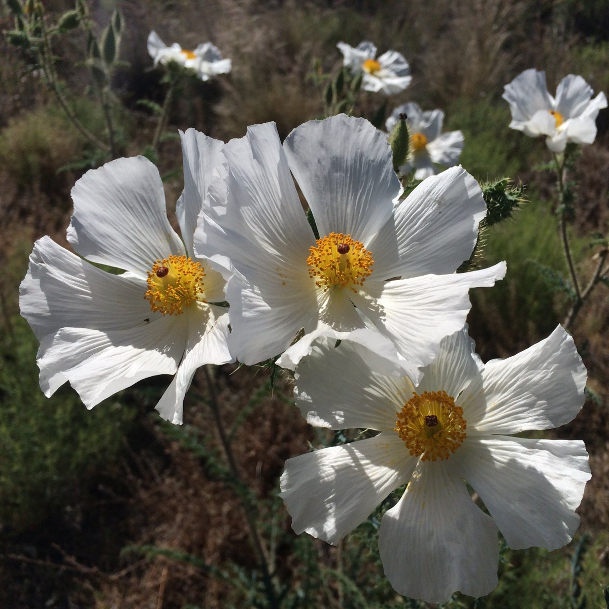 ElizabethLugosi's tweet photo. #Happy #InternationalTongueTwisterDay, #OrphanSunday ! #photograghy #nature #BeHappy #bingimagecreator #MicrosoftBingImageCreator #aigeneratedimages #AI #Flowers #FlowersOfTwitte https://t.co/uDKHxfHKjQ